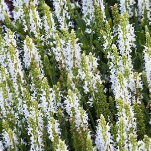 Šalvia hájna - Salvia nemorosa ´SCHNEEHÜGEL´, kont. P9